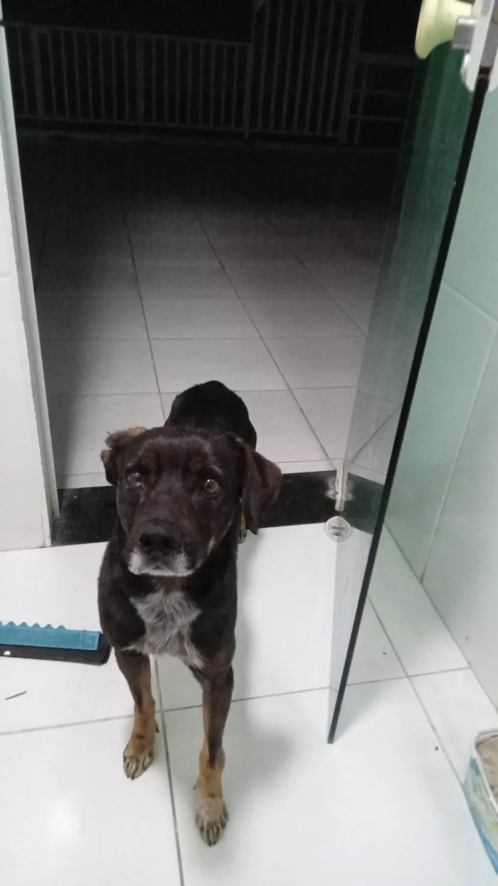 Cachorro ra a SRD-ViraLata idade 4 anos nome Baruk