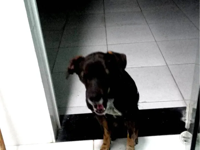 Cachorro ra a SRD-ViraLata idade 4 anos nome Baruk