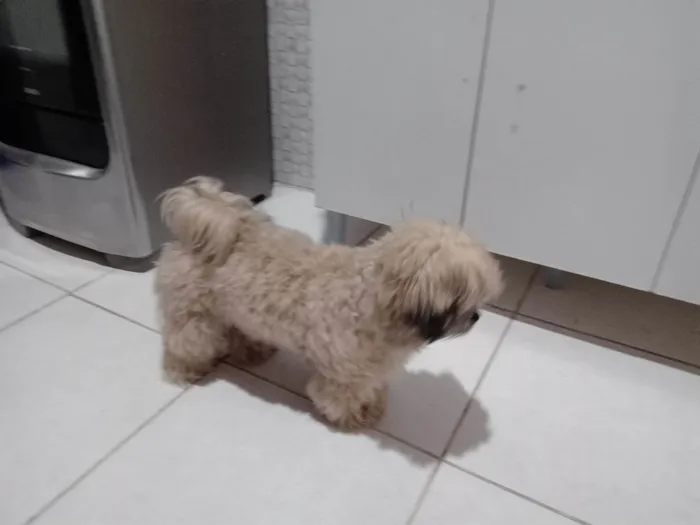 Cachorro ra a Lhasa Apso idade 1 ano nome Billy