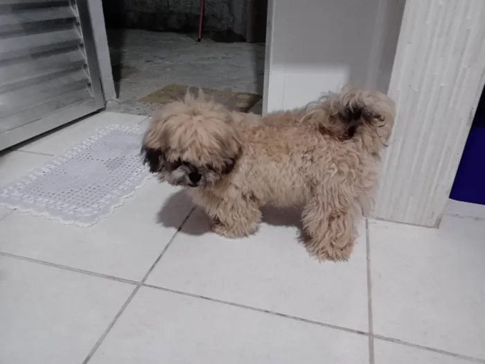 Cachorro ra a Lhasa Apso idade 1 ano nome Billy