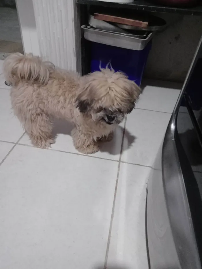 Cachorro ra a Lhasa Apso idade 1 ano nome Billy
