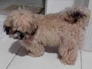 Cachorro raça Lhasa Apso idade 1 ano nome Billy