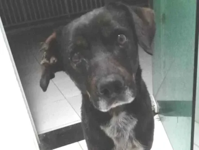Cachorro raça SRD-ViraLata idade 4 anos nome Baruk