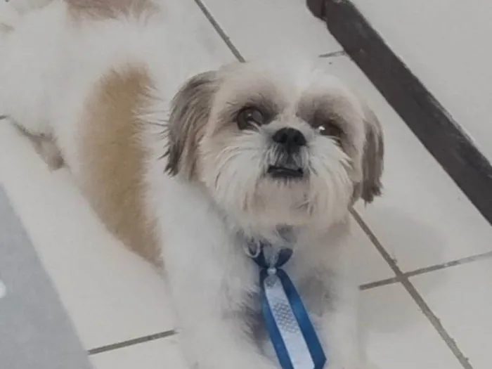 Cachorro ra a Shitzu idade 3 anos nome Thor