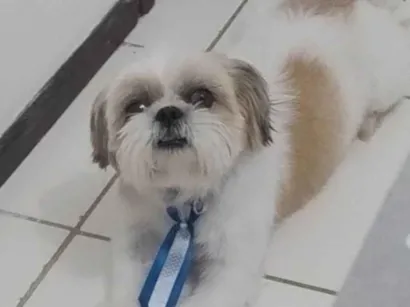 Cachorro raça Shitzu idade 3 anos nome Milena
