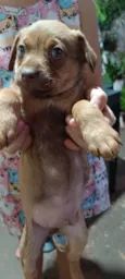 Esse lindinho está procurando um lar cheio de amor!