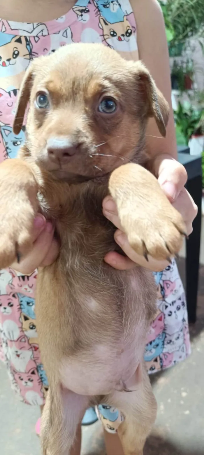 Cachorro ra a SRD-ViraLata idade 2 a 6 meses nome Esse lindinho está procurando um lar cheio de amor!