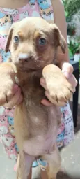 Esse lindinho está procurando um lar cheio de amor!