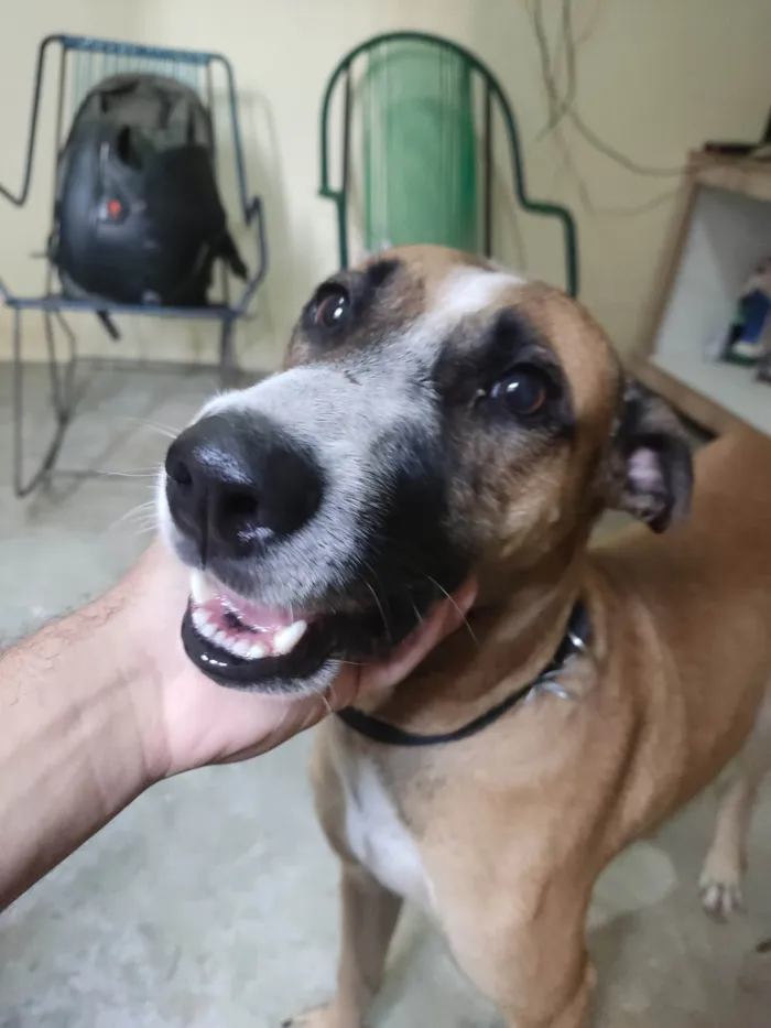 Cachorro ra a SRD-ViraLata idade 4 anos nome Caramelo 