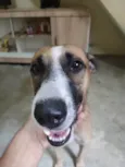 Caramelo
