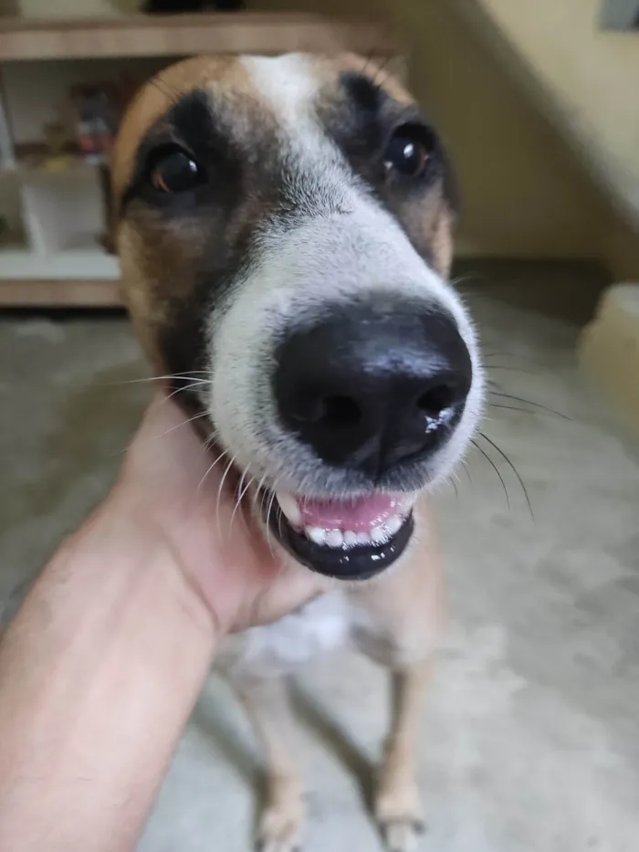 Cachorro ra a SRD-ViraLata idade 4 anos nome Caramelo 