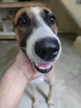 Caramelo