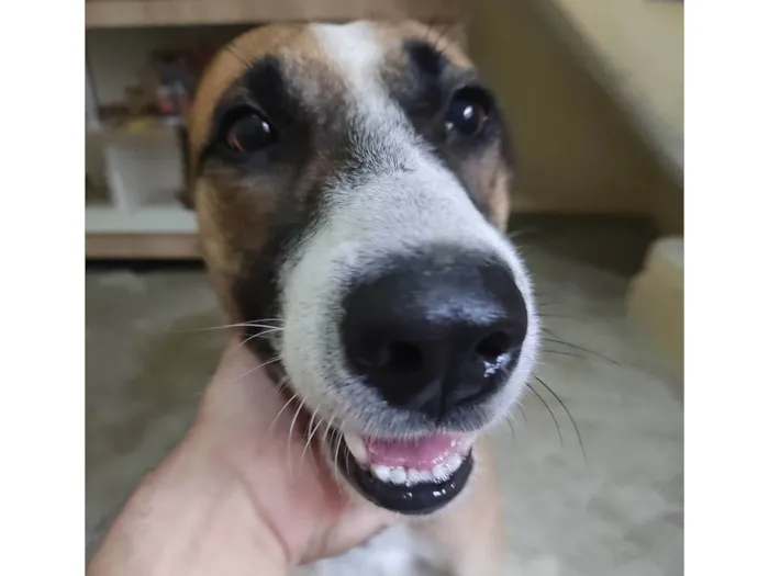 Cachorro ra a SRD-ViraLata idade 4 anos nome Caramelo 