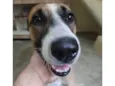 Caramelo