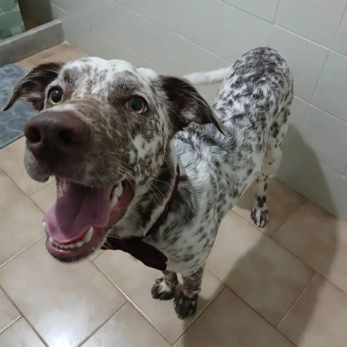 Cachorro ra a SRD-ViraLata idade 7 a 11 meses nome Oreo