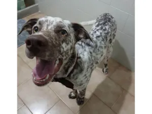 Cachorro raça SRD-ViraLata idade 7 a 11 meses nome Oreo