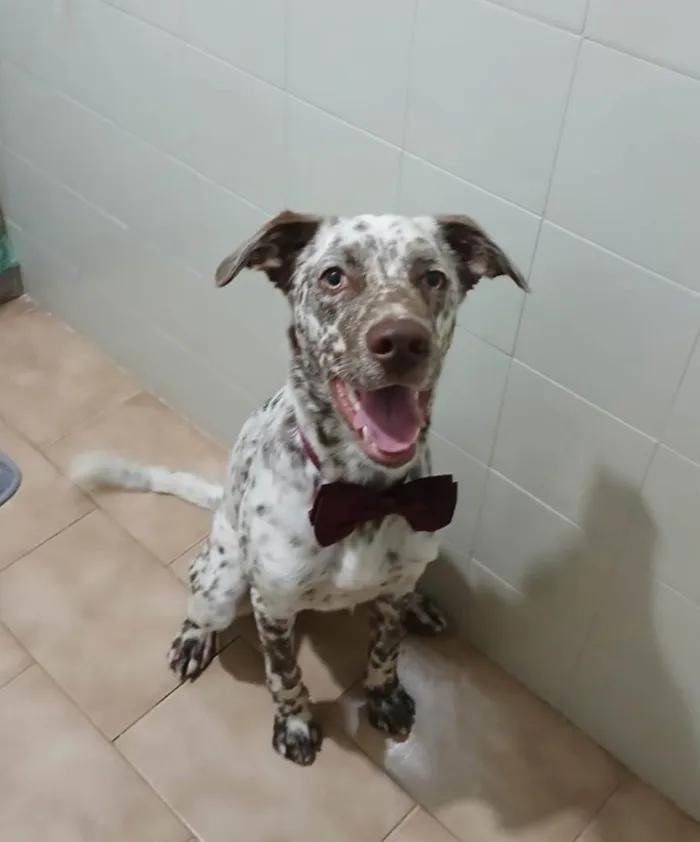 Cachorro ra a SRD-ViraLata idade 7 a 11 meses nome Oreo