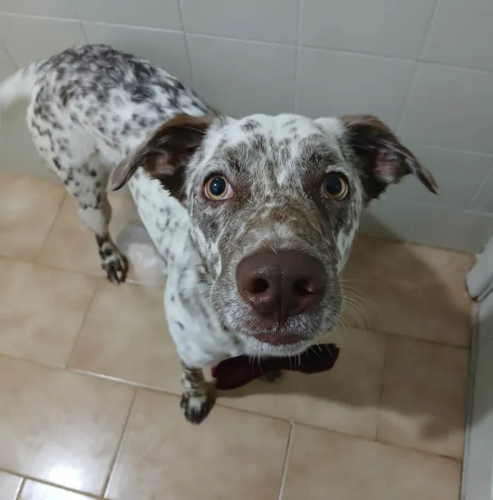 Cachorro ra a SRD-ViraLata idade 7 a 11 meses nome Oreo