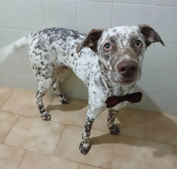 Cachorro ra a SRD-ViraLata idade 7 a 11 meses nome Oreo