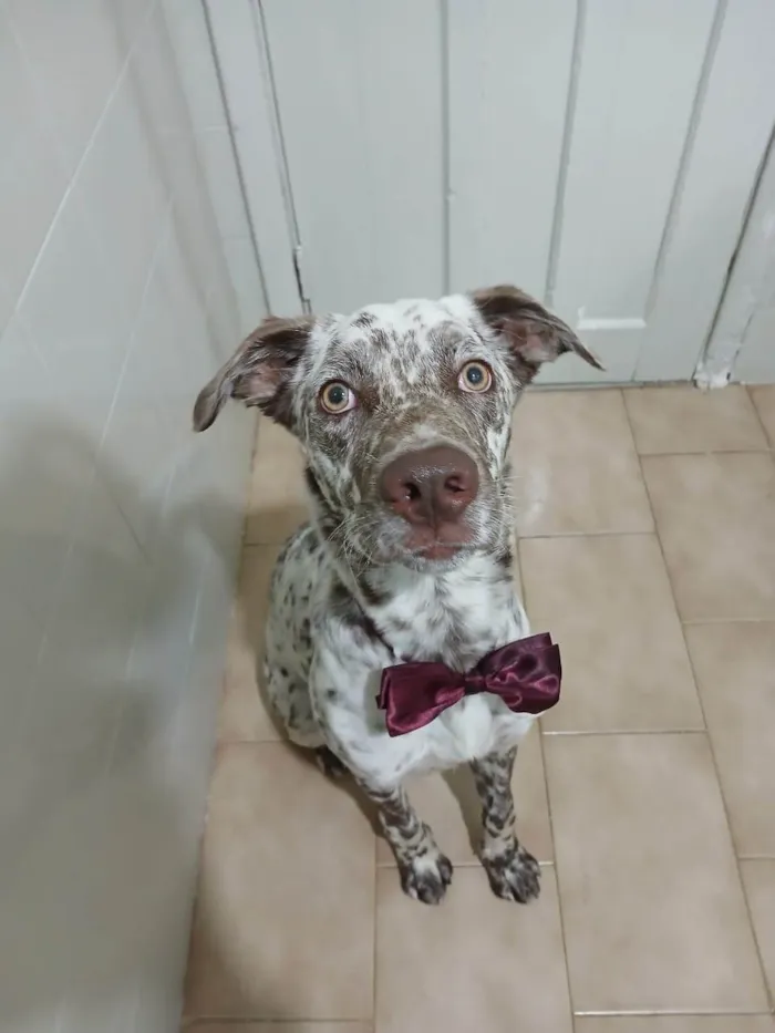 Cachorro ra a SRD-ViraLata idade 7 a 11 meses nome Oreo