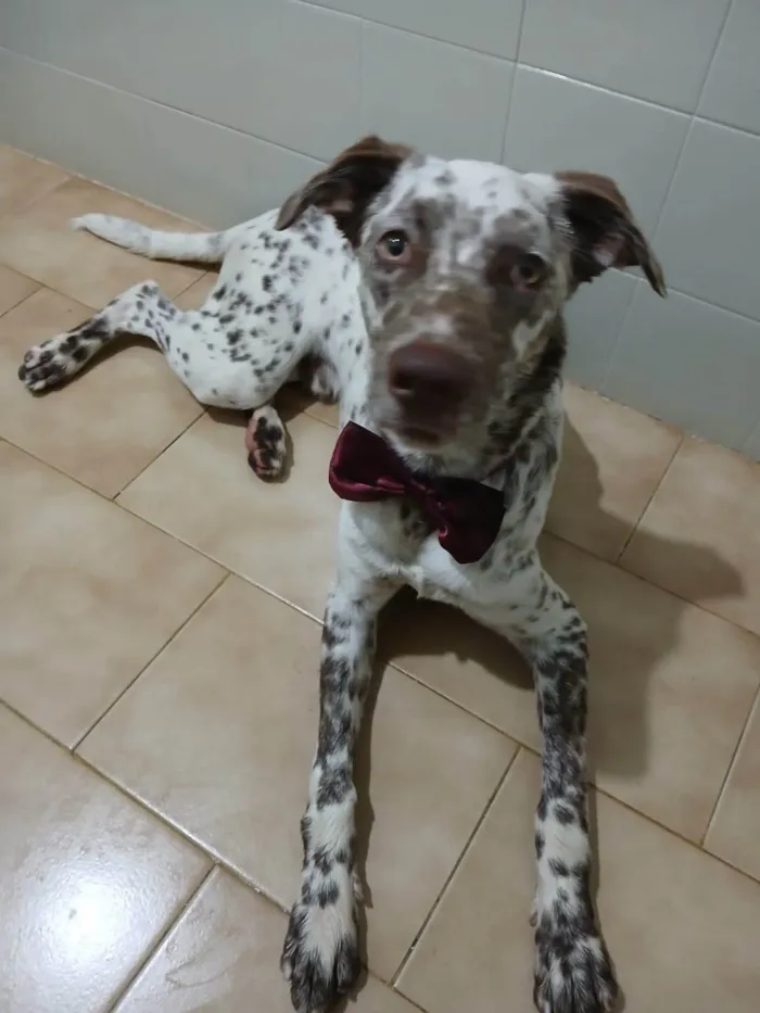 Cachorro ra a SRD-ViraLata idade 7 a 11 meses nome Oreo