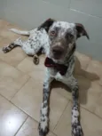Oreo