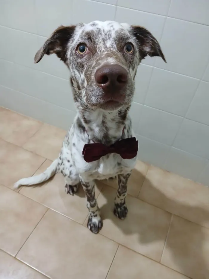 Cachorro ra a SRD-ViraLata idade 7 a 11 meses nome Oreo