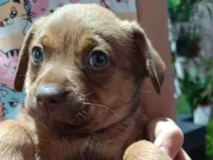 Cachorro raça SRD-ViraLata idade 2 a 6 meses nome Esse lindinho está procurando um lar cheio de amor!