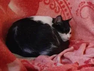 Gato ra a Siamês idade 1 ano nome Mia