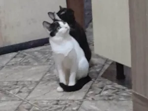 Gato raça Siamês idade 1 ano nome Mia