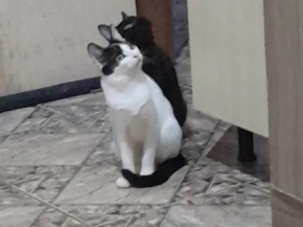 Gato ra a Siamês idade 1 ano nome Mia