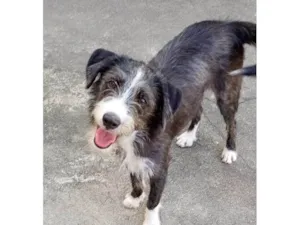 Cachorro raça SRD-ViraLata idade 7 a 11 meses nome Zeca
