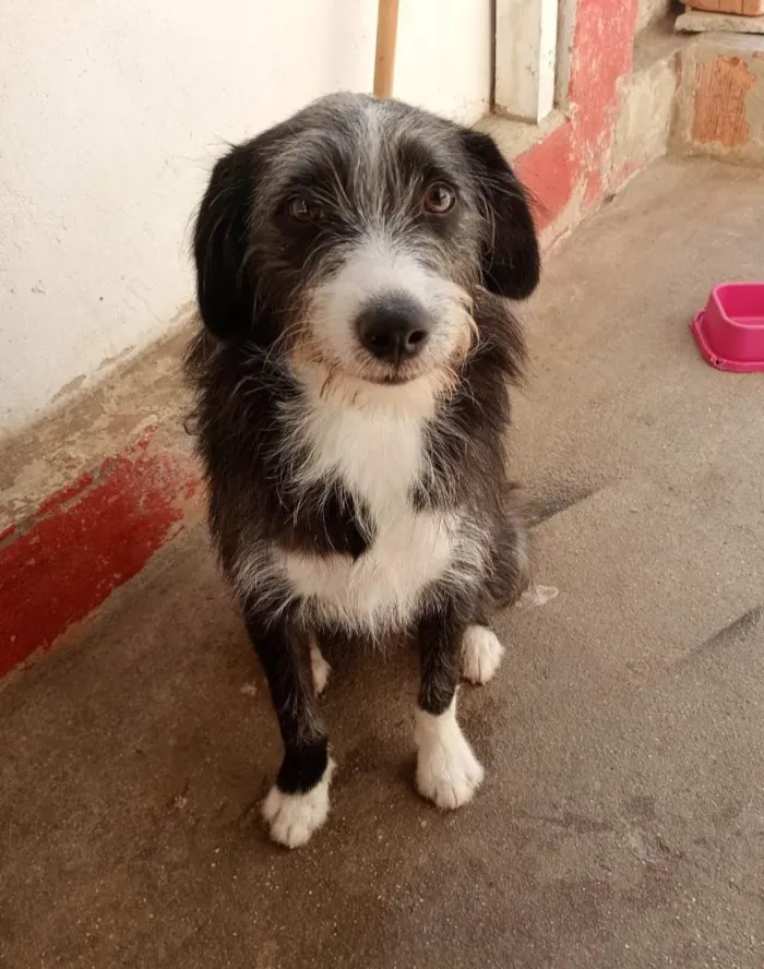 Cachorro ra a SRD-ViraLata idade 7 a 11 meses nome Zeca
