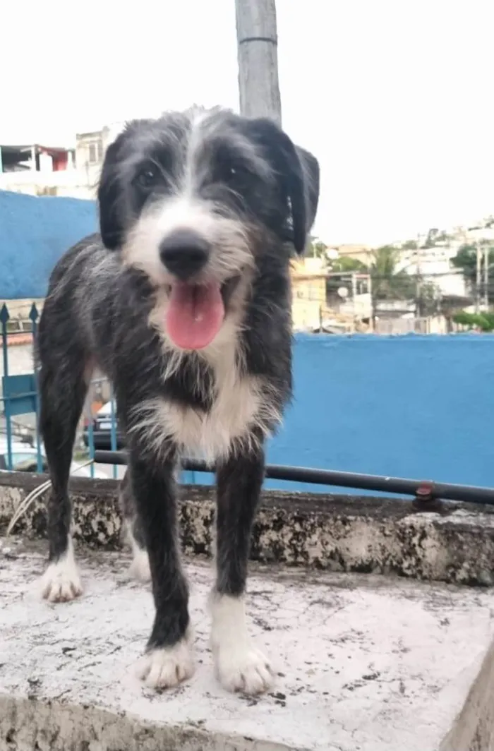 Cachorro ra a SRD-ViraLata idade 7 a 11 meses nome Zeca