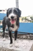 Zeca