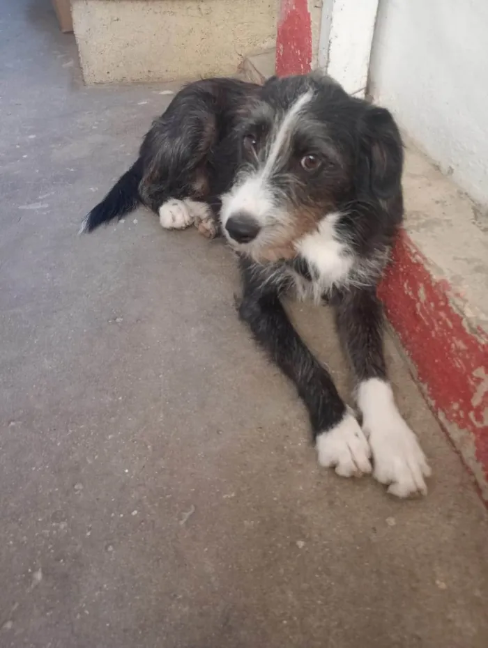 Cachorro ra a SRD-ViraLata idade 7 a 11 meses nome Zeca