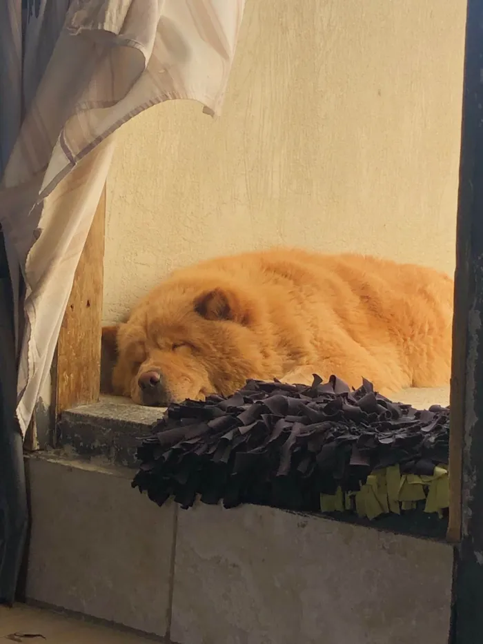 Cachorro ra a Chow Chow idade 4 anos nome Angel