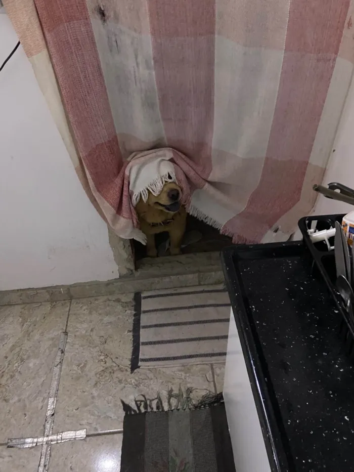 Cachorro ra a Chow Chow idade 4 anos nome Angel