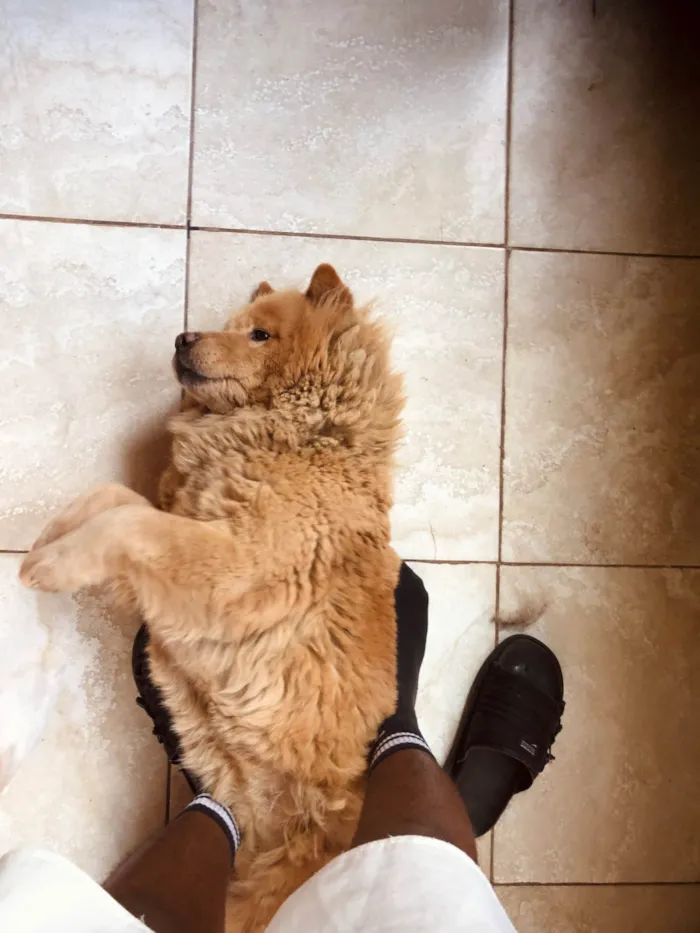 Cachorro ra a Chow Chow idade 4 anos nome Angel