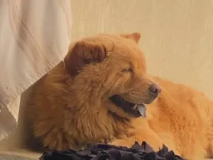Cachorro raça Chow Chow idade 4 anos nome Angel