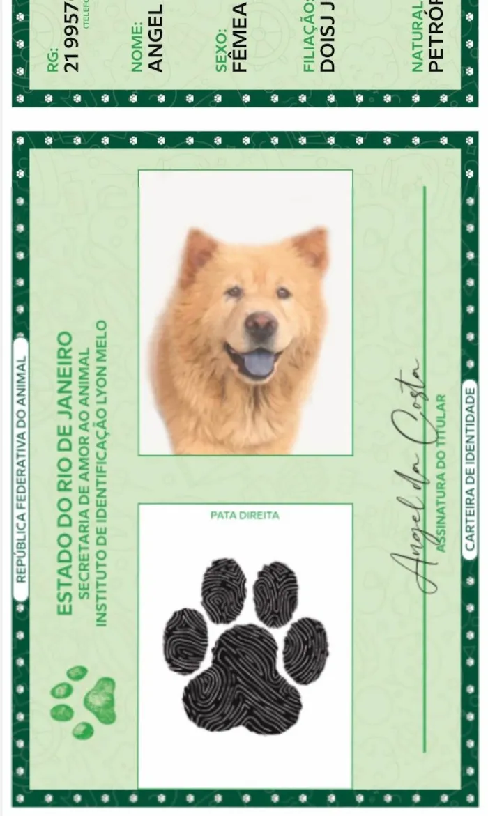 Cachorro ra a Chow Chow idade 4 anos nome Angel