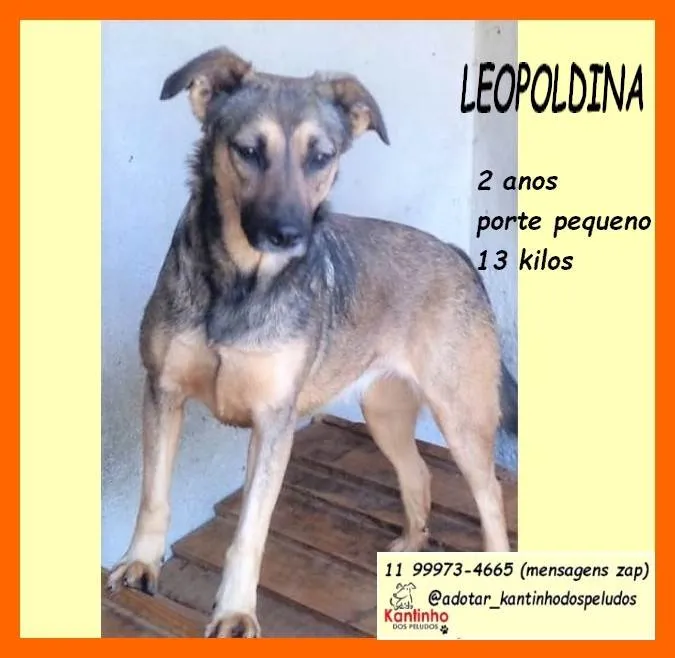 Cachorro ra a SRD-ViraLata idade 2 anos nome Leopoldina