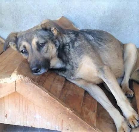 Cachorro ra a SRD-ViraLata idade 2 anos nome Leopoldina