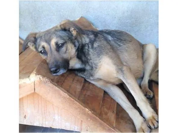 Cachorro ra a SRD-ViraLata idade 2 anos nome Leopoldina