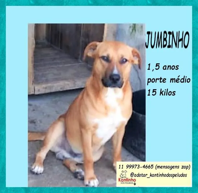 Cachorro ra a SRD-ViraLata idade 1 ano nome Jumbinho