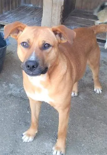 Cachorro ra a SRD-ViraLata idade 1 ano nome Jumbinho