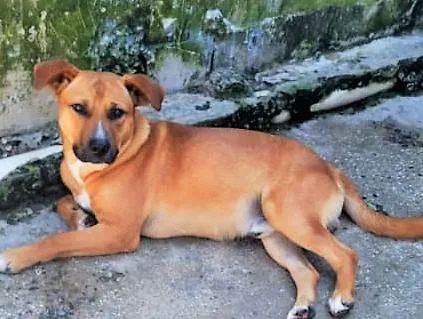 Cachorro ra a SRD-ViraLata idade 1 ano nome Jumbinho