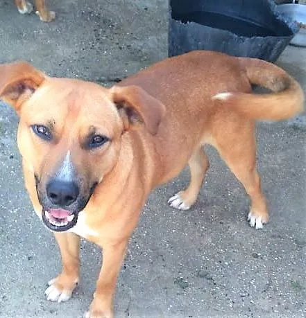 Cachorro ra a SRD-ViraLata idade 1 ano nome Jumbinho
