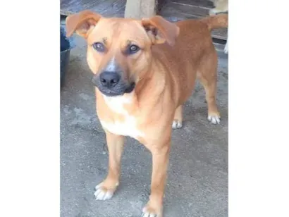 Cachorro raça SRD-ViraLata idade 1 ano nome Jumbinho