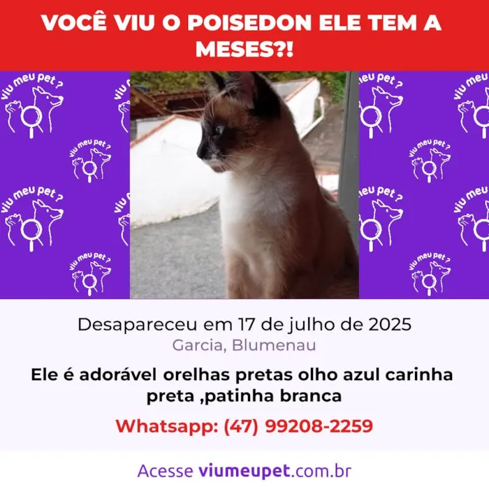 Gato ra a Siamês idade 7 a 11 meses nome Poisedon 